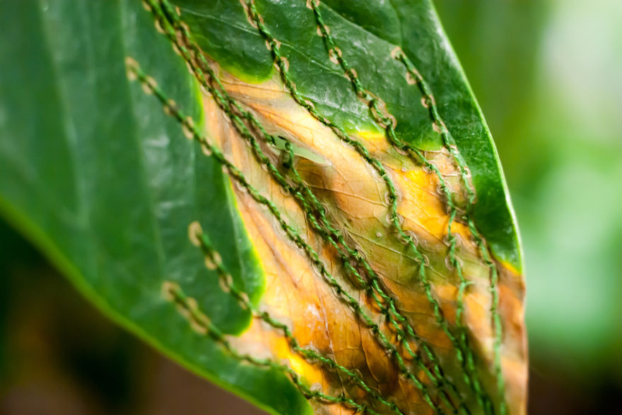 I Transform Leaves Into Art With Embroidery I Transform Leaves Into Art With Embroidery