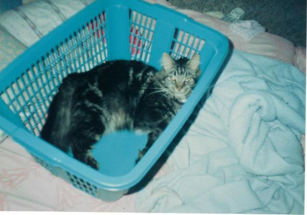 Maine C**n cat with thick fur lounging comfortably inside a blue laundry basket on a cozy bed.
