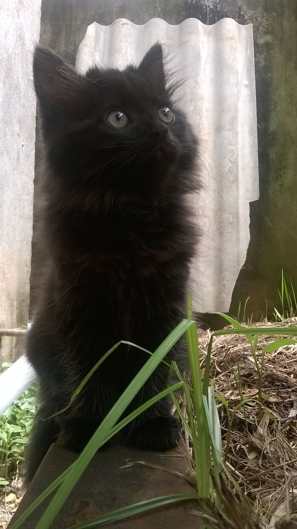 Black Kitten