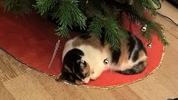 She Thinks She's A Christms Gift