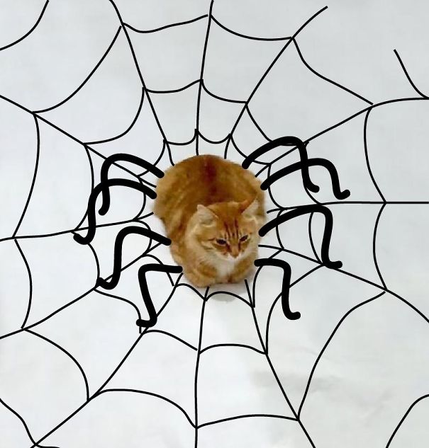 Waiting Patiently For The Dog