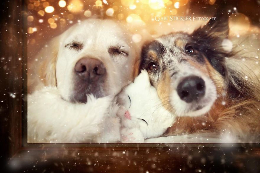 Yes, Dogs Also Have Best Friends! I Want To Show You My Golden Retriever Mali’s Friends Yes, Dogs Also Have Best Friends! I Want To Show You My Golden Retriever Mali’s Friends