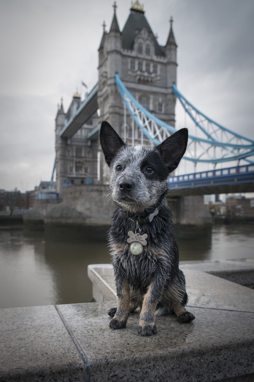 A Dog’s Life In London