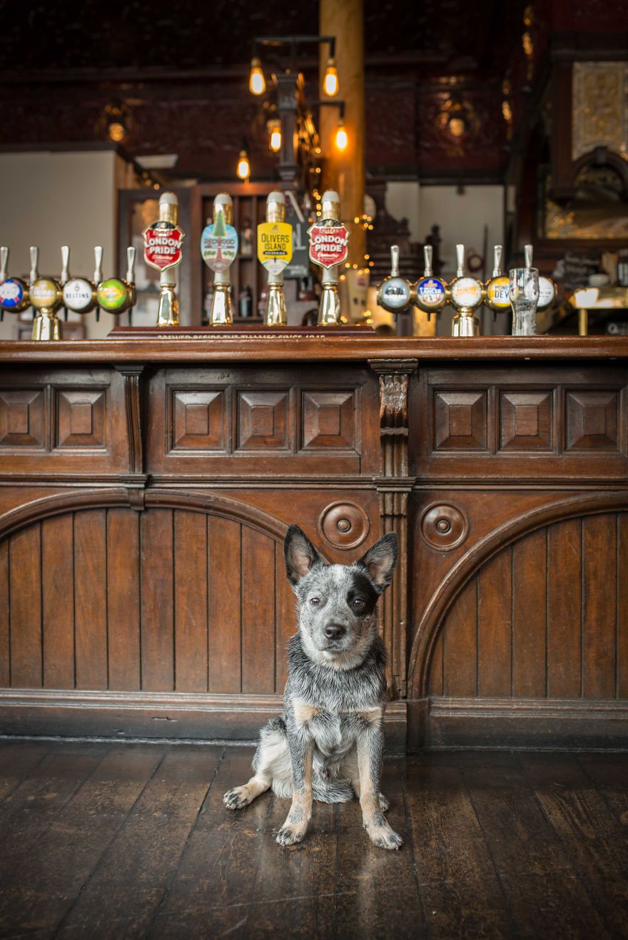 A Dog’s Life In London