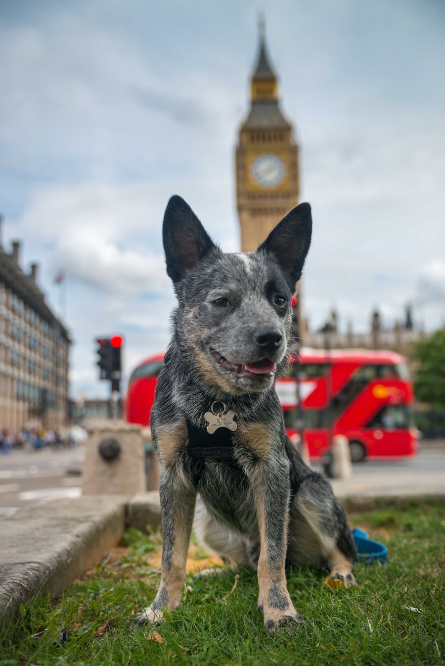 A Dog’s Life In London