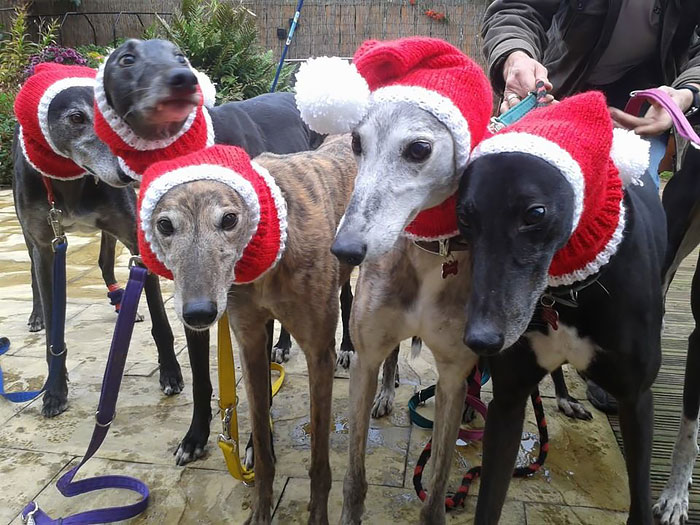 abandoned-greyhounds-christmas-sweaters-knitted-with-love-jan-brown-2 abandoned-greyhounds-christmas-sweaters-knitted-with-love-jan-brown-2