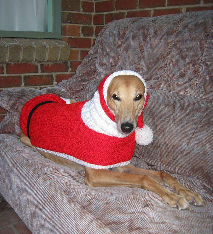 abandoned-greyhounds-christmas-sweaters-knitted-with-love-jan-brown-5 abandoned-greyhounds-christmas-sweaters-knitted-with-love-jan-brown-5