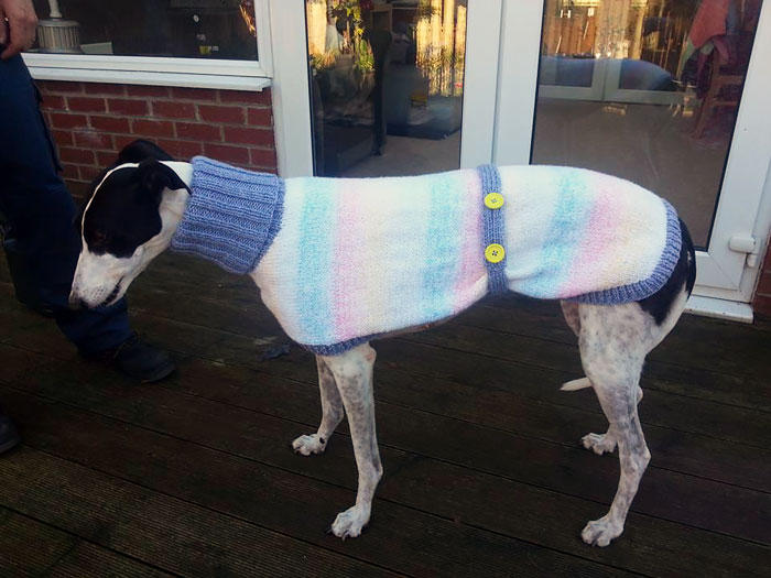 abandoned-greyhounds-christmas-sweaters-knitted-with-love-jan-brown-7 abandoned-greyhounds-christmas-sweaters-knitted-with-love-jan-brown-7