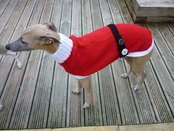 abandoned-greyhounds-christmas-sweaters-knitted-with-love-jan-brown-8 abandoned-greyhounds-christmas-sweaters-knitted-with-love-jan-brown-8