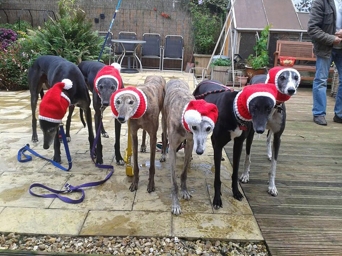 abandoned-greyhounds-christmas-sweaters-knitted-with-love-jan-brown-9 abandoned-greyhounds-christmas-sweaters-knitted-with-love-jan-brown-9