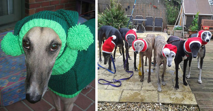 Woman Quit Her Job To Knit Sweaters For Cold Abandoned Greyhounds