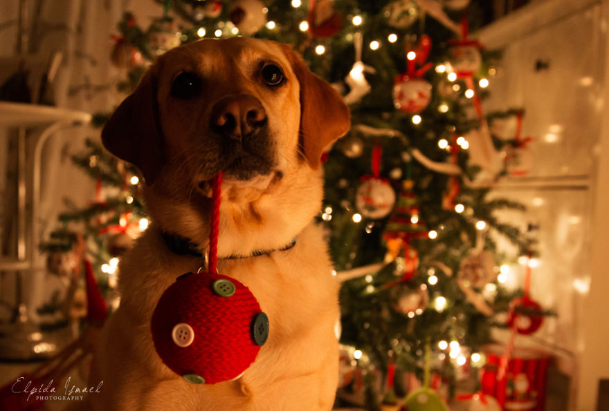 Adopted Labrador Lisa Wishes For Every Stray Dog To Find A Home Too