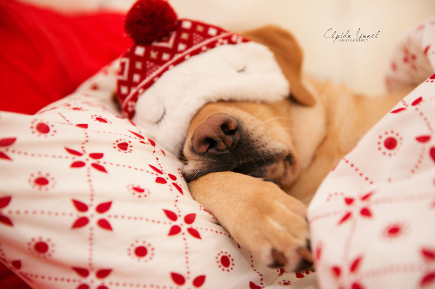 Adopted Labrador Lisa Wishes For Every Stray Dog To Find A Home Too Adopted Labrador Lisa Wishes For Every Stray Dog To Find A Home Too