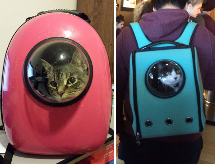 Clever Cat-Pack Lets Your Pet Travel Like An Astronaut Clever Cat-Pack Lets Your Pet Travel Like An Astronaut