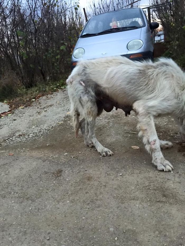 Be A Hero For An Abandoned Golden Retriever