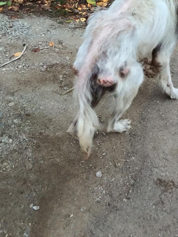 Be A Hero For An Abandoned Golden Retriever