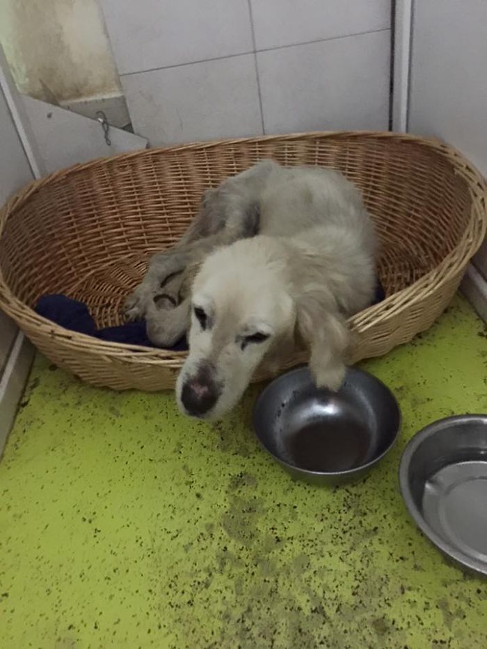 Be A Hero For An Abandoned Golden Retriever