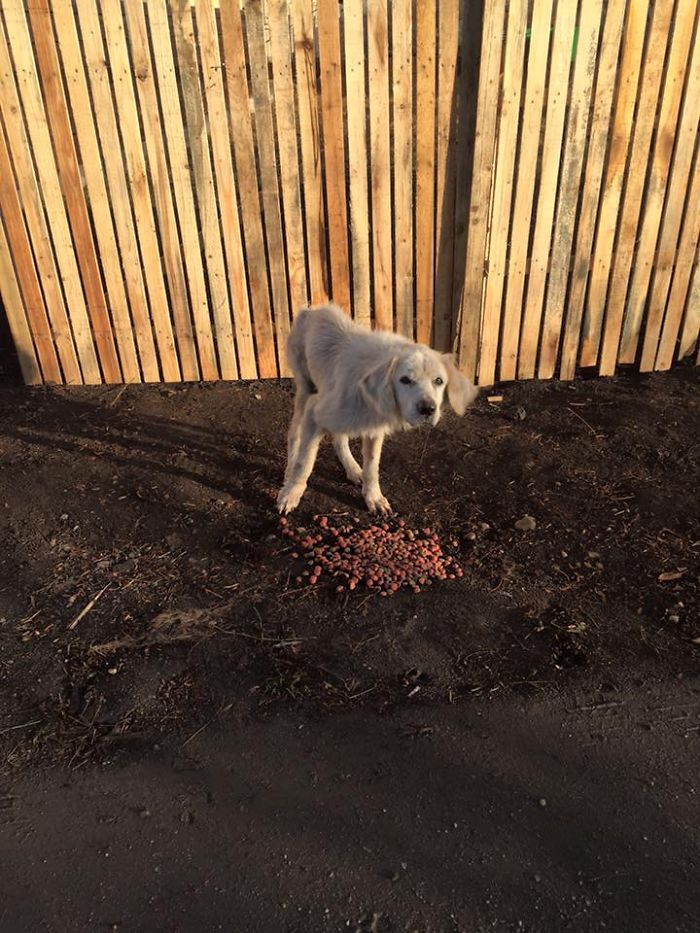 Be A Hero For An Abandoned Golden Retriever