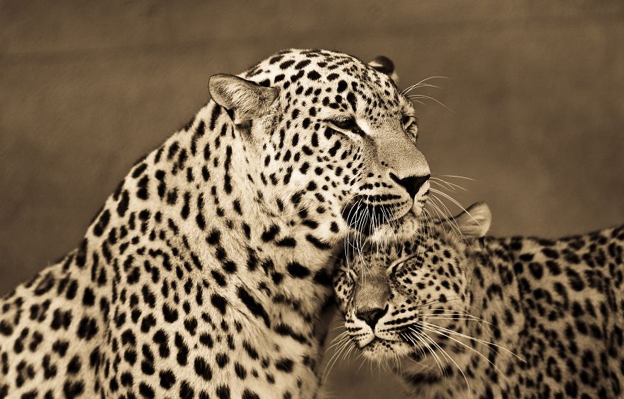 Big Cats: I've Spent 10 Years Photographing These Wild And Loving Creatures