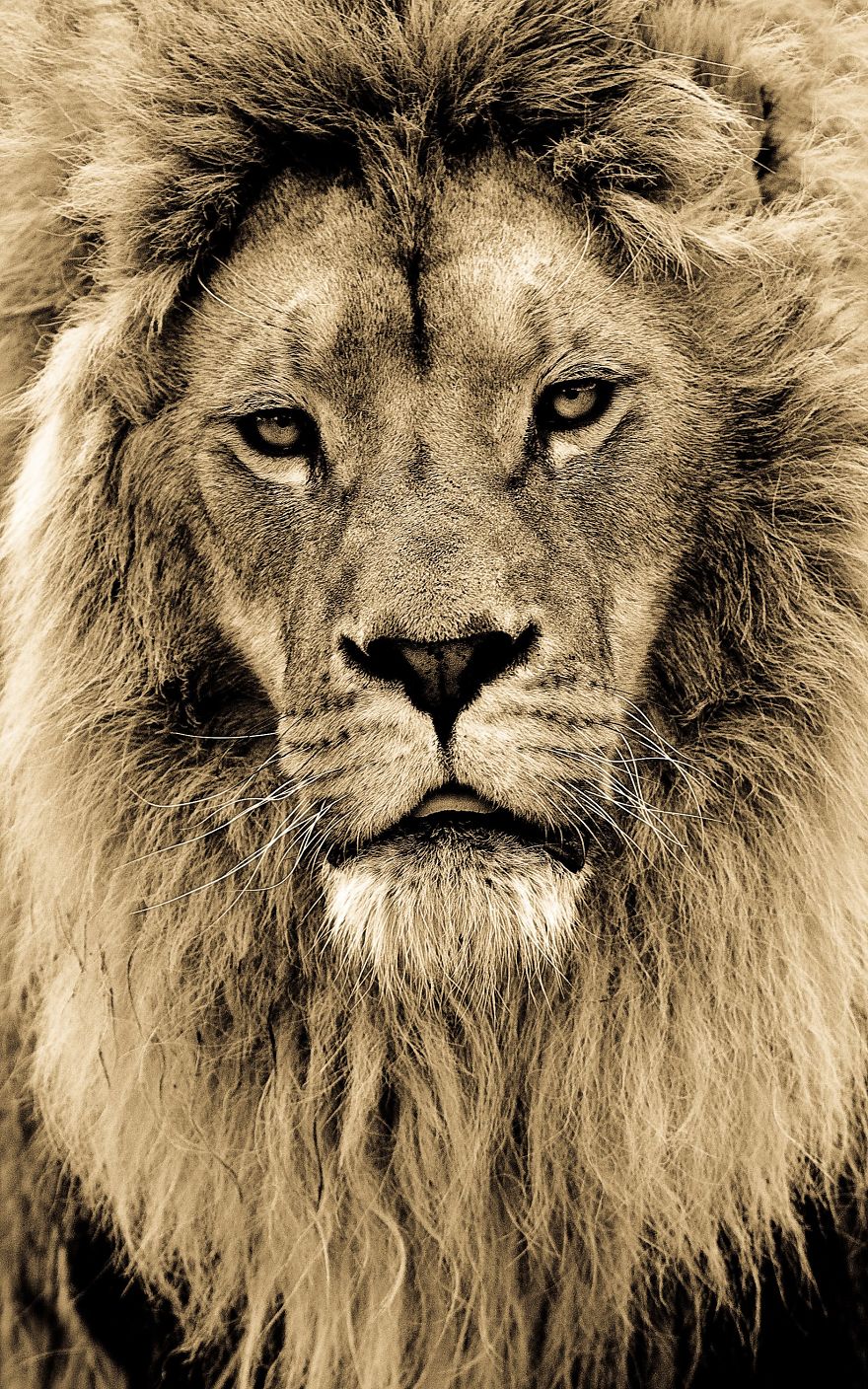 Big Cats: I've Spent 10 Years Photographing These Wild And Loving Creatures