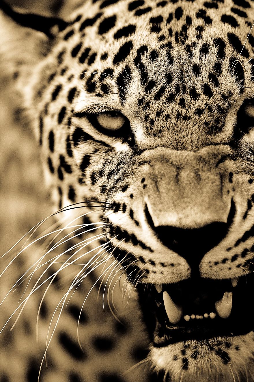 Big Cats: I've Spent 10 Years Photographing These Wild And Loving Creatures