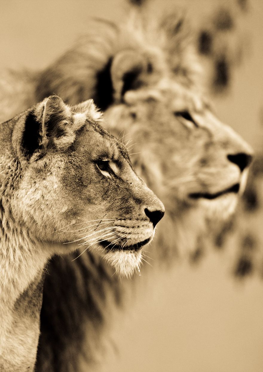 Big Cats: I've Spent 10 Years Photographing These Wild And Loving Creatures