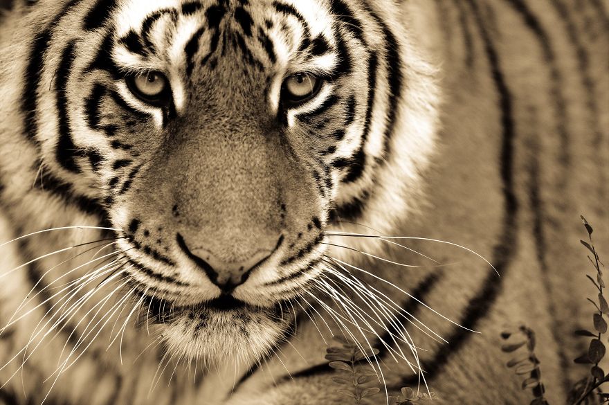 Big Cats: I've Spent 10 Years Photographing These Wild And Loving Creatures