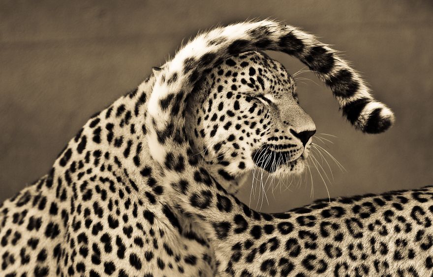 Big Cats: I've Spent 10 Years Photographing These Wild And Loving Creatures Big Cats: I've Spent 10 Years Photographing These Wild And Loving Creatures