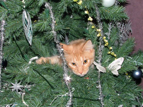 Brutus Loves Trees Too!