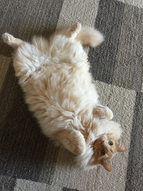 Cameron Fluff. Http://www.facebook.com/cameronthecat