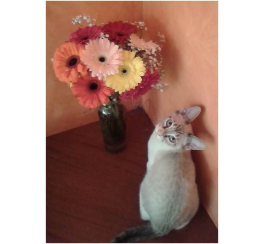 Camilo In A Casual "over The Soulder" Pose