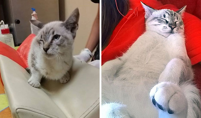 We Adopted A Cat And It Couldn’t Be Better