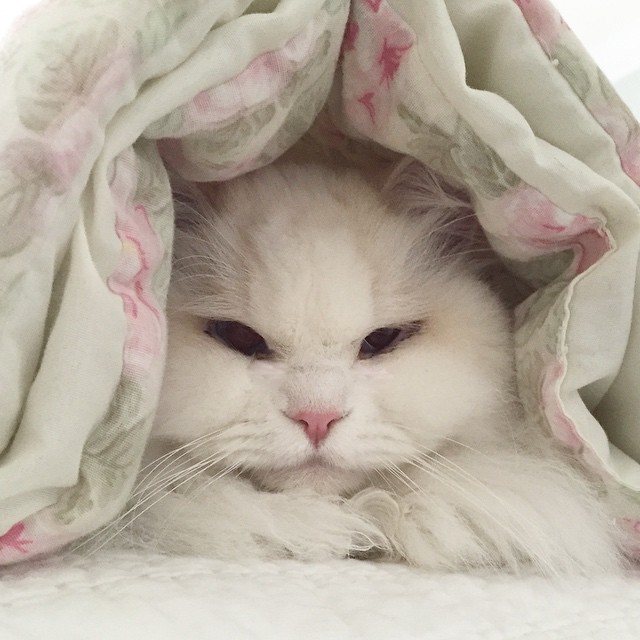 cat-found-side-road-true-fluff-12 cat-found-side-road-true-fluff-12