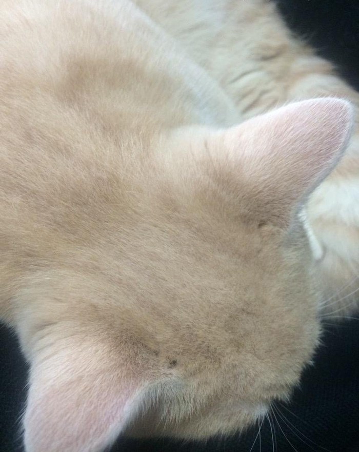 cat-head-smell-spray-felissimo-japan-21