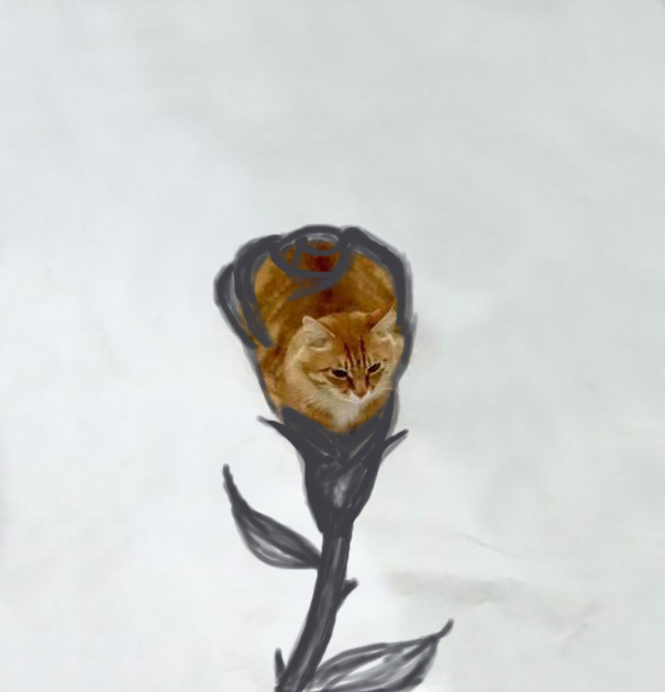 A Cat By Any Other Name