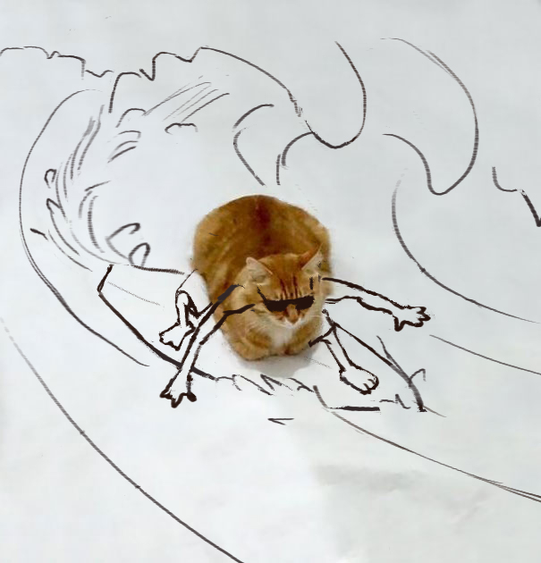 Surf-cat