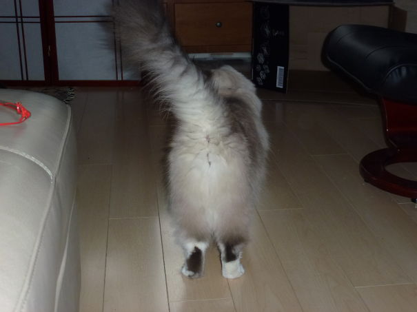 Fluffy T. Cat - Florida's Finest Furball - @fluffytcat