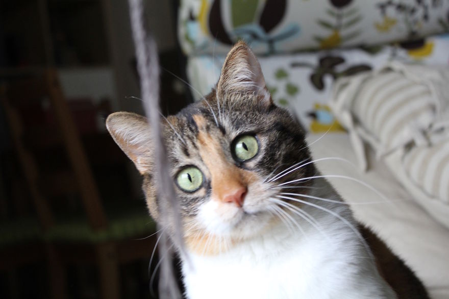 That Came Out Of Your Pullover