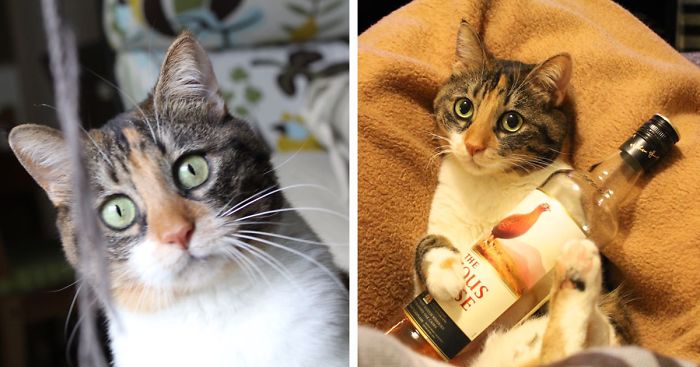 Let’s Post Photos Of Cats Behaving Like Models!