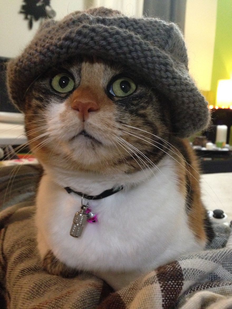 Cat In A Hat