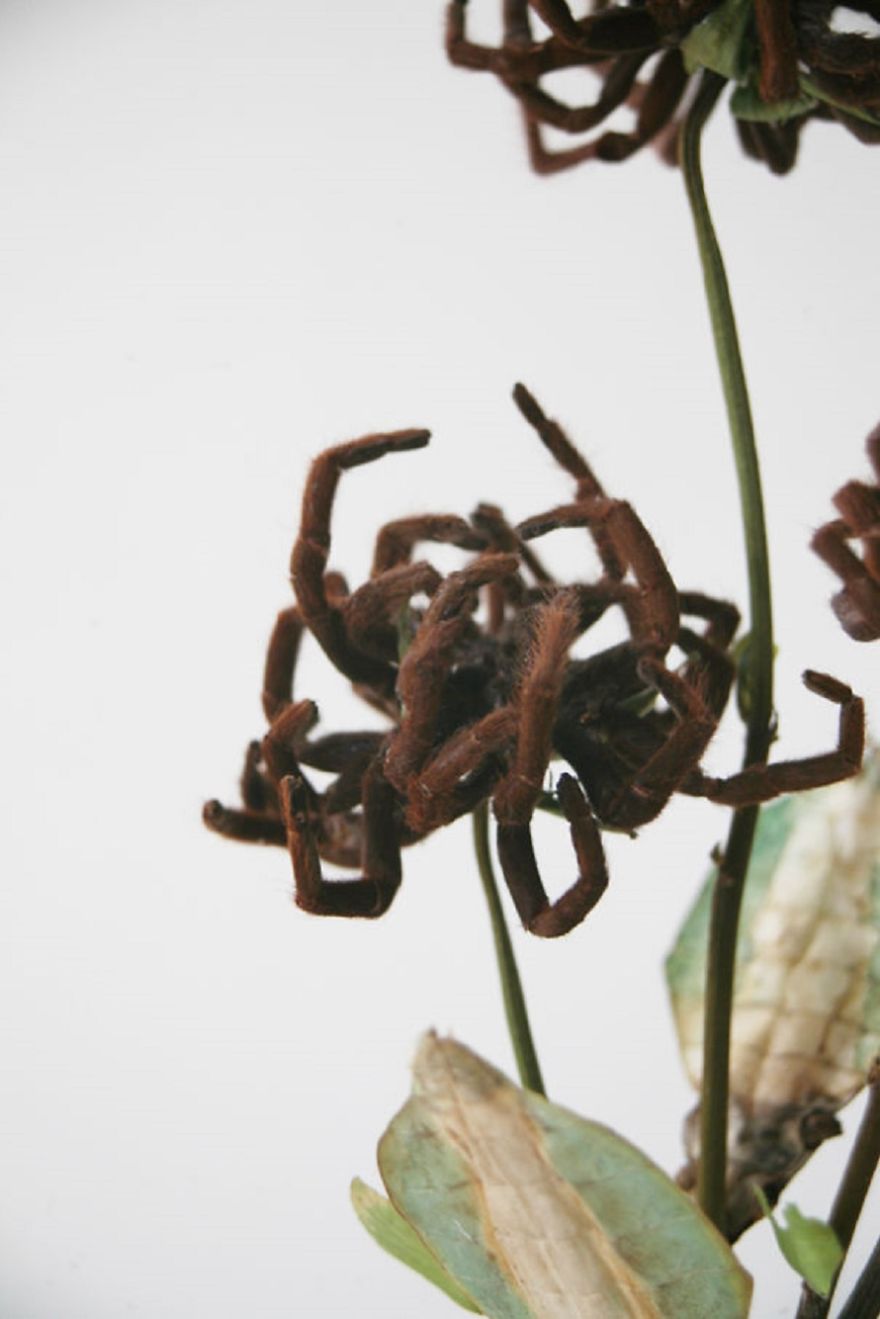 Tarantula Leg Flower