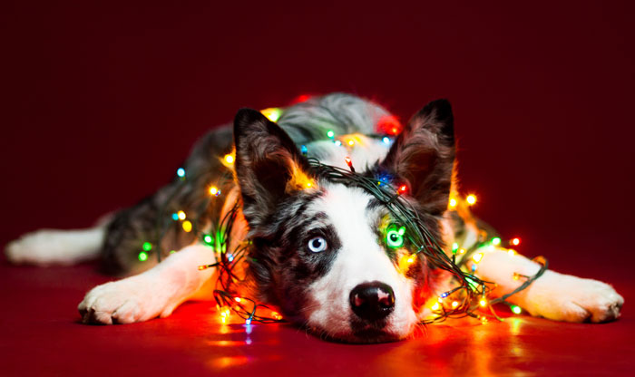 I Took Christmas-Themed Dog Portraits To Wish You Happy Holidays