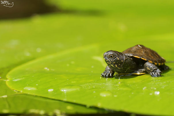 New Born Of European Pond Terrapin