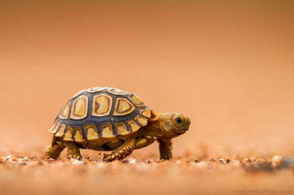 Baby Tortoise