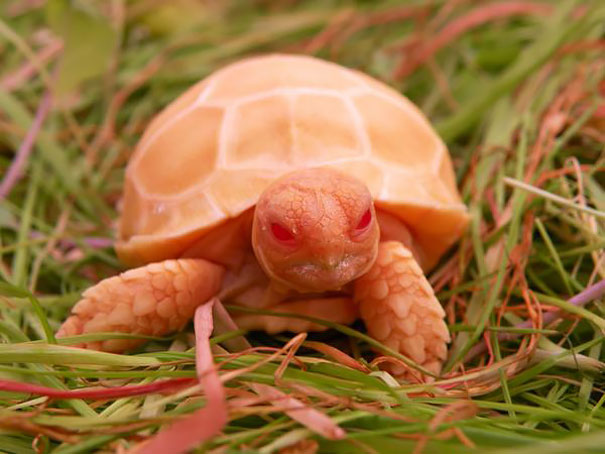 Albino Tortoise