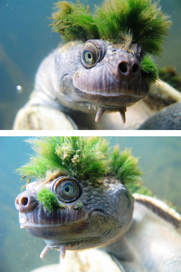 The Punk Rock Turtle