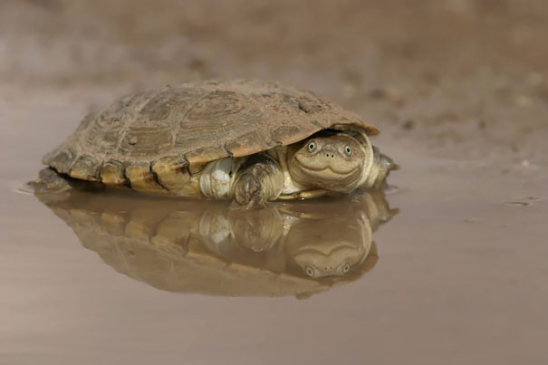 African Helmeted Turtle
