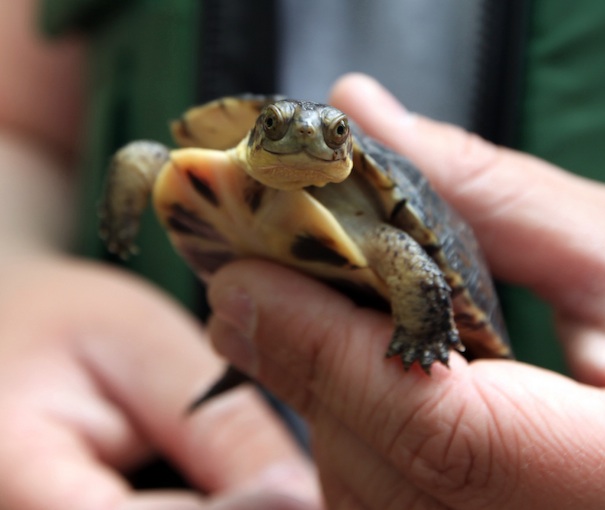 Blanding's Turtle