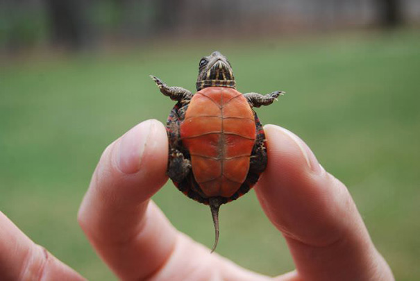 Baby Turtle