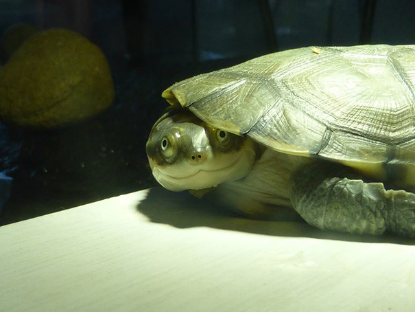 Meet Rizzla, My Turtle Who Is Always Smiling